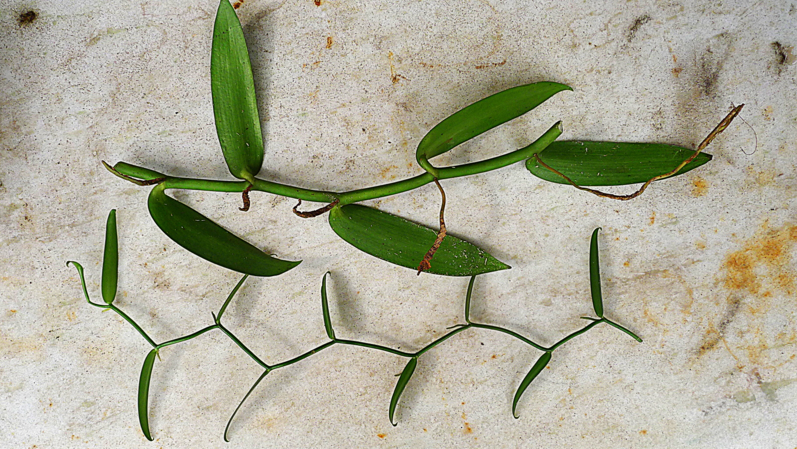 File:Vanilla sp., Orchidaceae, Atlantic forest, northern littoral of Bahia,  Brazil (20358794454).jpg - Wikimedia Commons