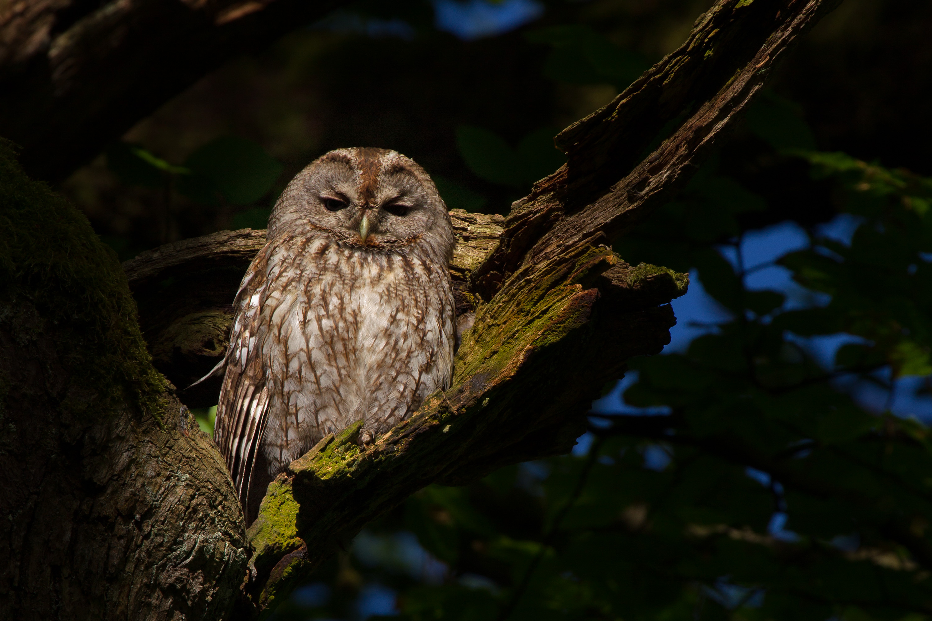 Tawny Owl Wikipedia - 