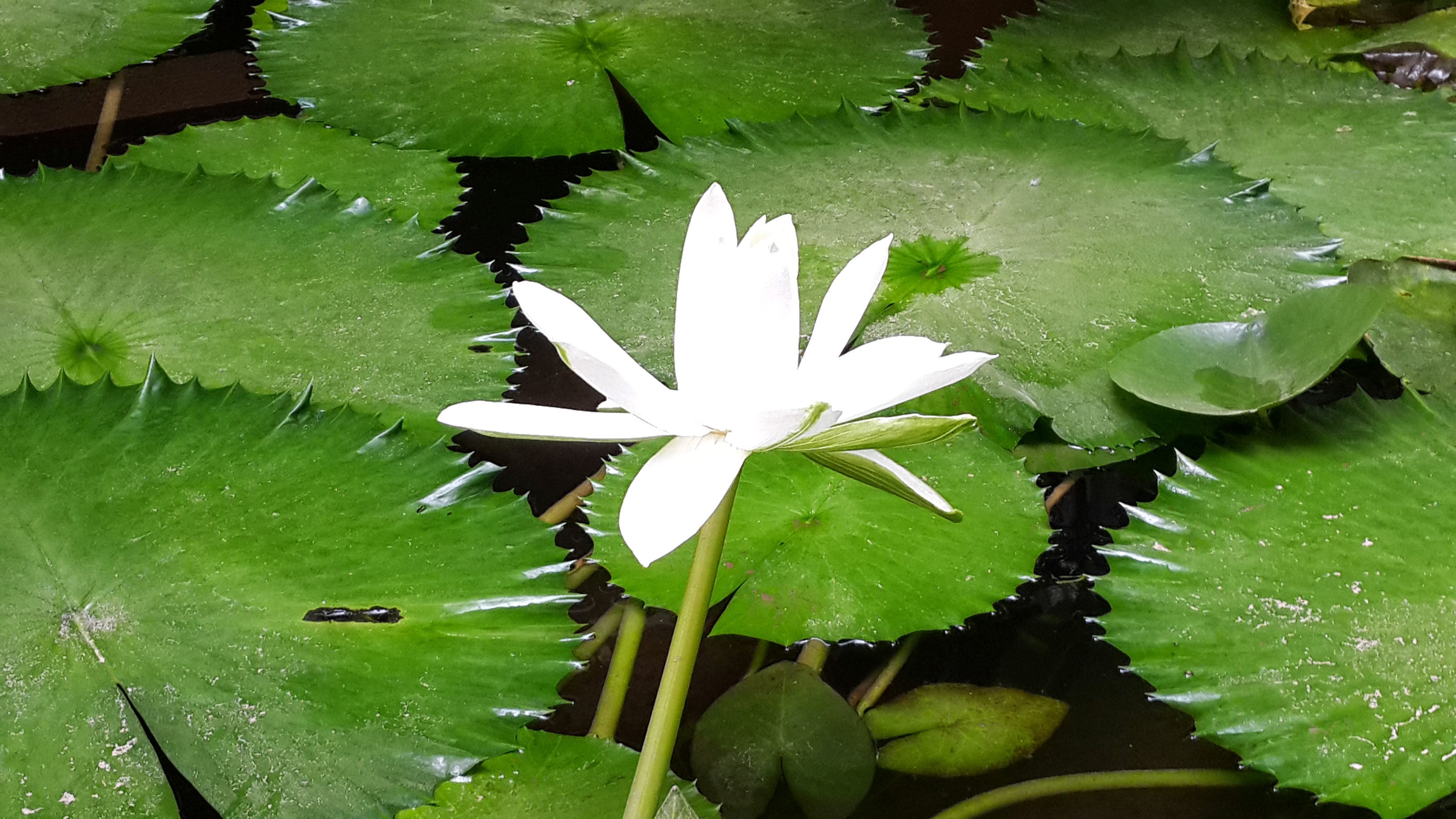 Famous british plants. Nelumbo lutea Seeds. Nelumbonaceae. Nelunbo lutea.