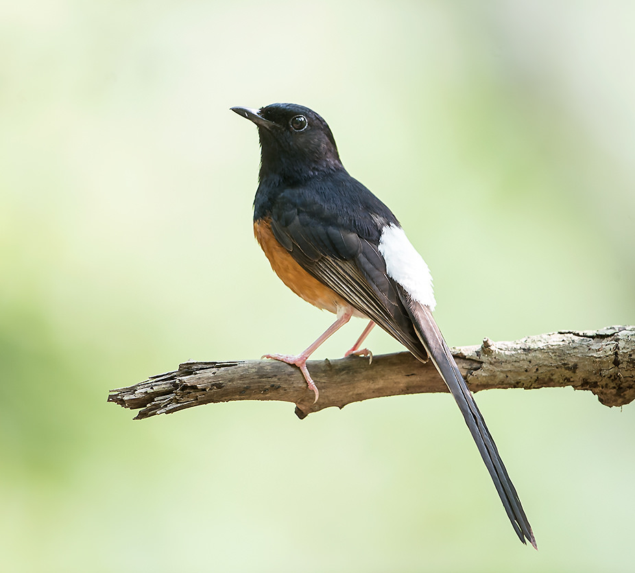 White Rumped Shama Catch Brance In Boskage.The Bird That Call