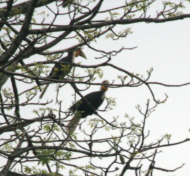 File:Wreathed Hornbill (Aceros undulatus) possibly on Semal (Bombax ceiba) at Jayanti, Duars, West Bengal W3 IMG 5784.jpg