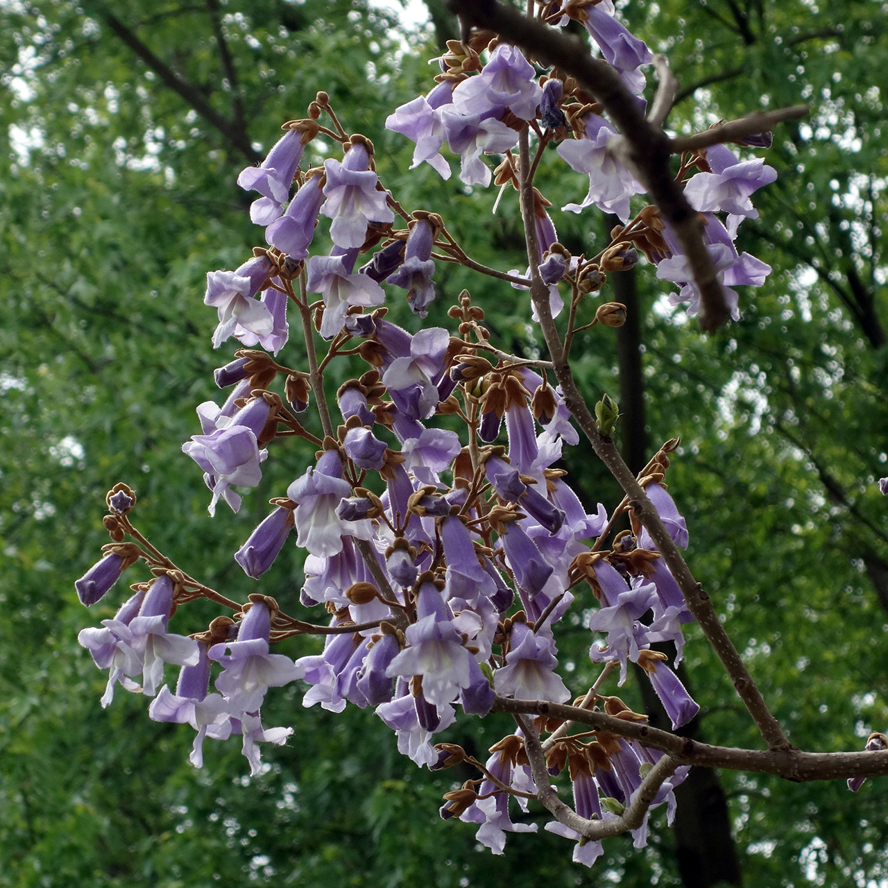 Paulownia — Wikipédia