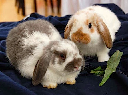 File:2-month old Holland lops.jpg