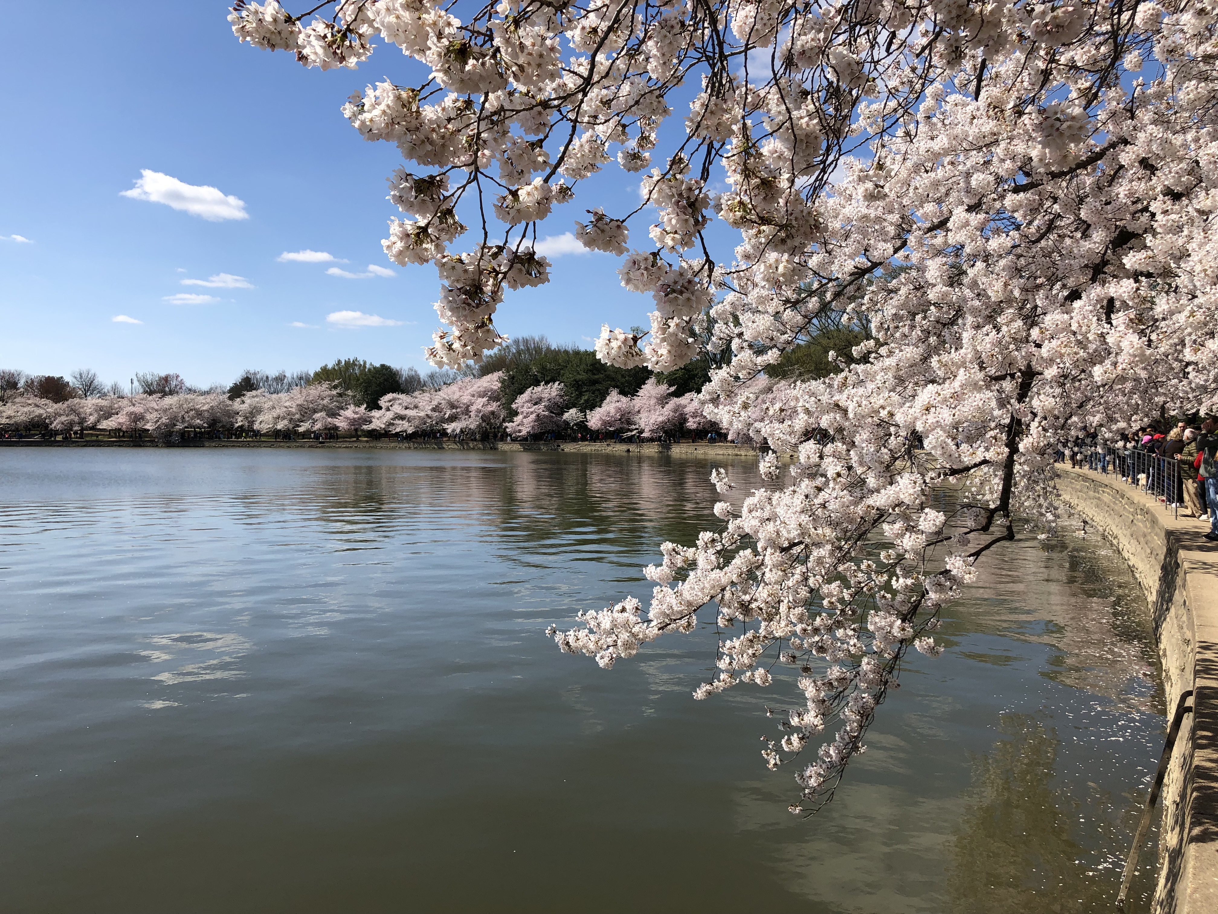 National Cherry Blossom Festival - Wikipedia