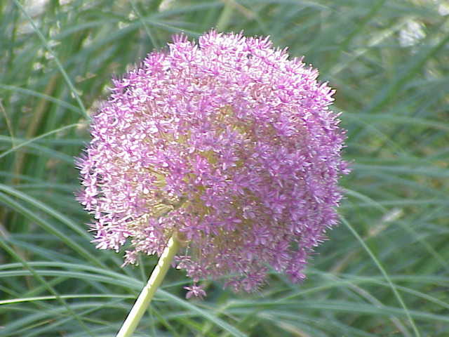 File:Allium giganteum1.jpg