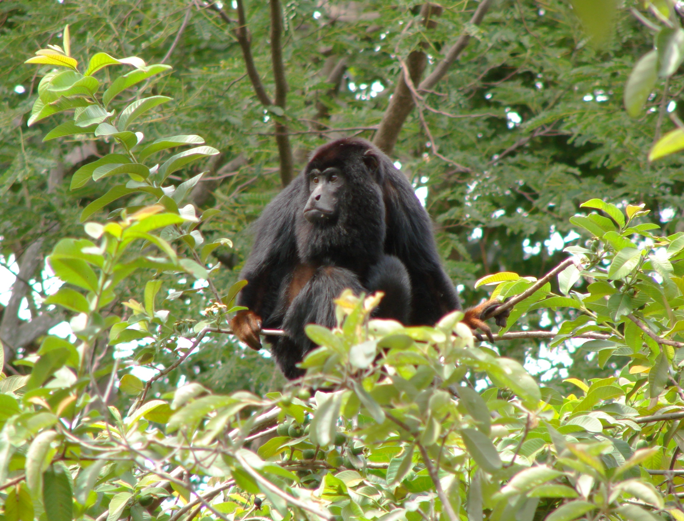 Red-handed howler 