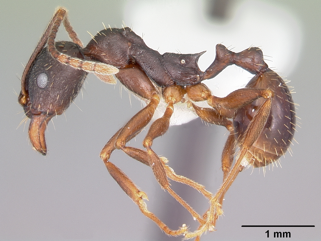 File:Aphaenogaster picea casent0104844 profile 1.jpg - Wikimedia Commons