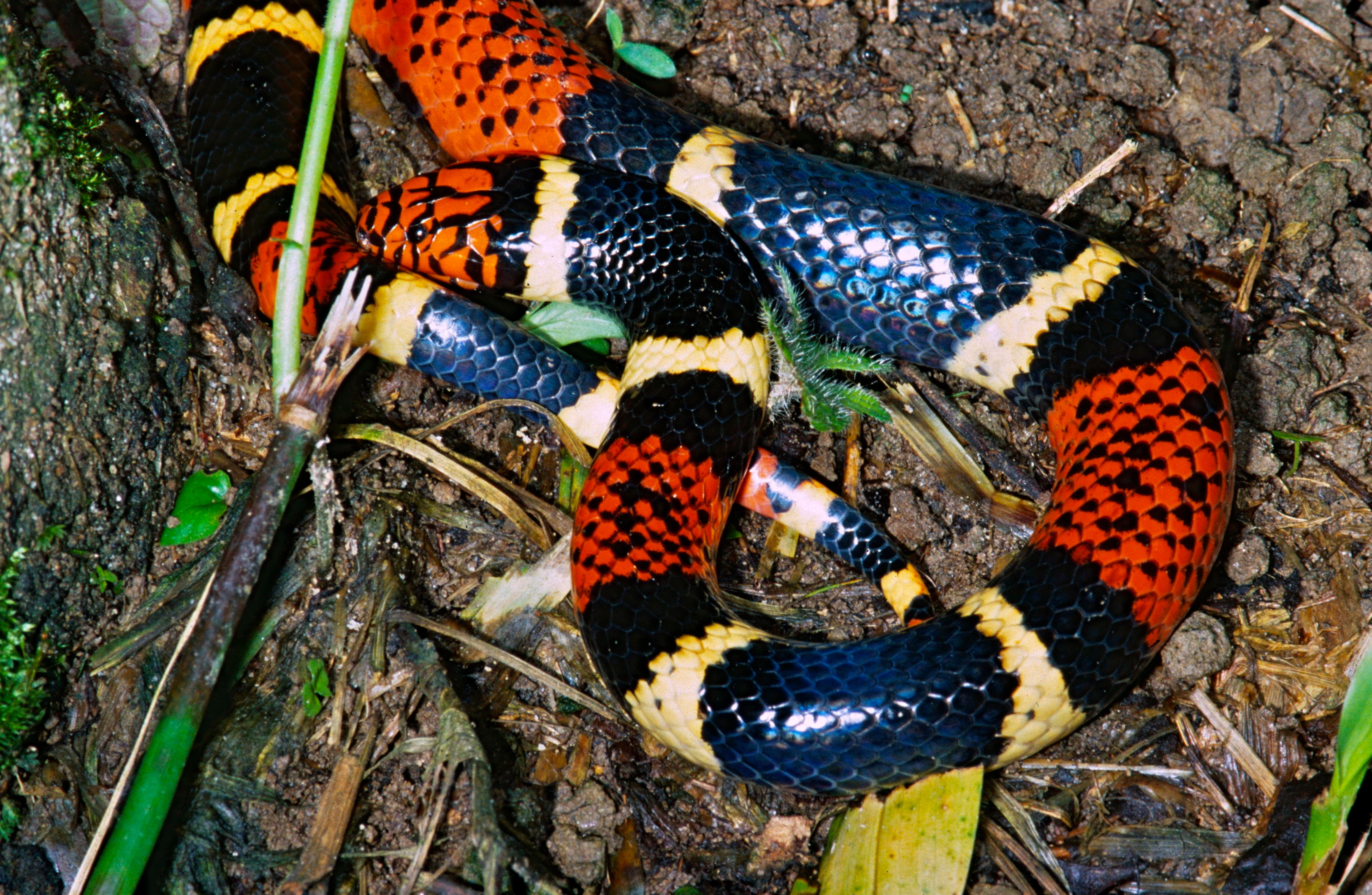 coral snake mouth