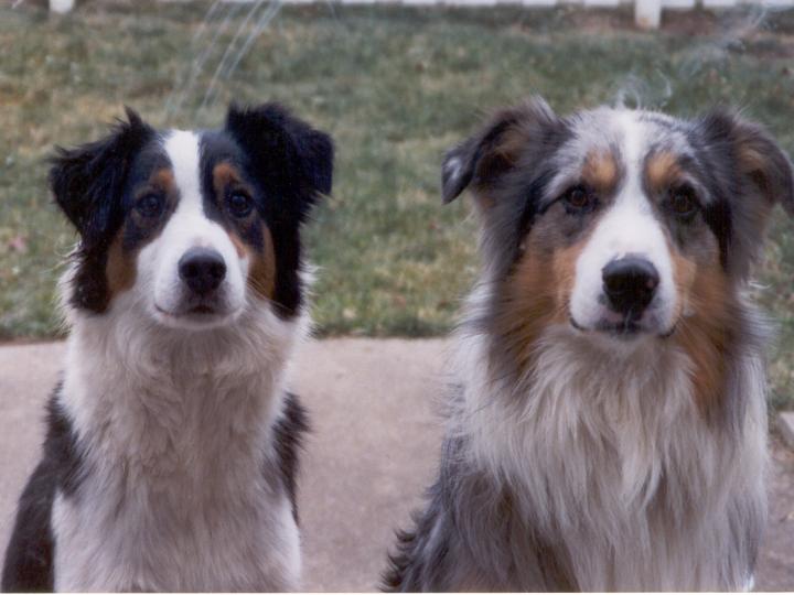 black tri australian shepherd