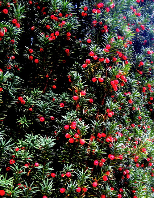 yew tree berries