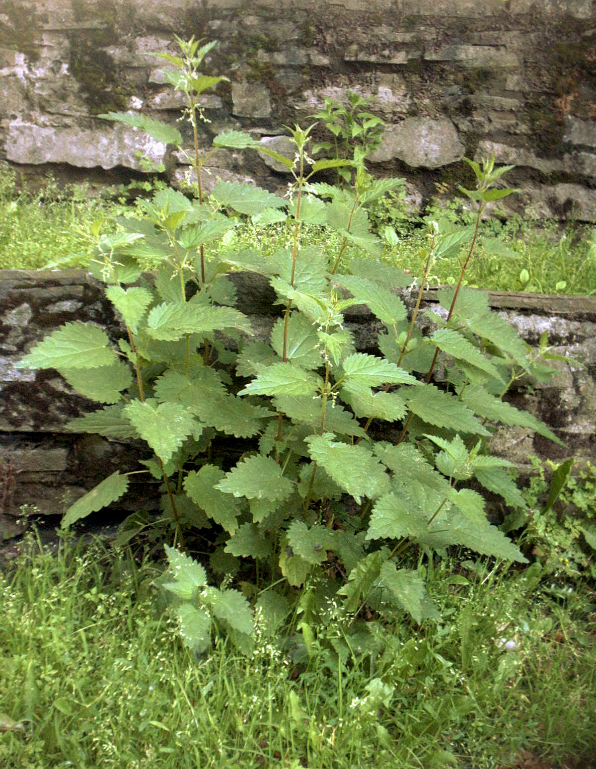 Große Brennnessel (Urtica dioica)