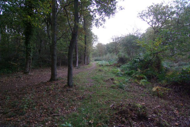 Bricket Wood Common - geograph.org.uk - 1552033