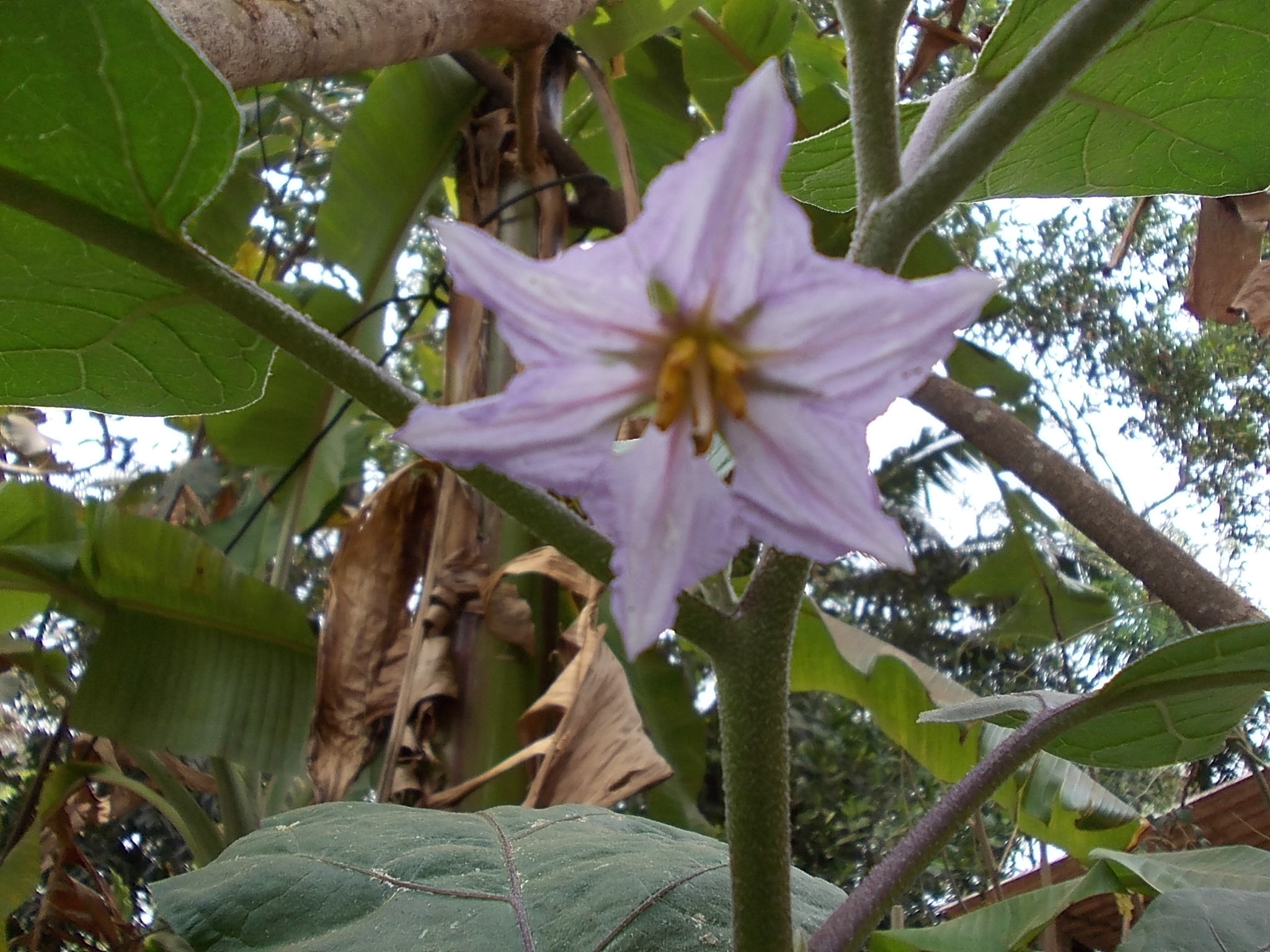 File:Brinjal Flower.JPG - Wikimedia Commons