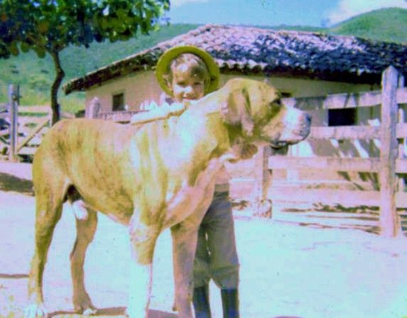 Retrato Do Cão De Fila Brasileiro, Cena Do Outono Imagem de Stock - Imagem  de soprado, escravo: 134239671