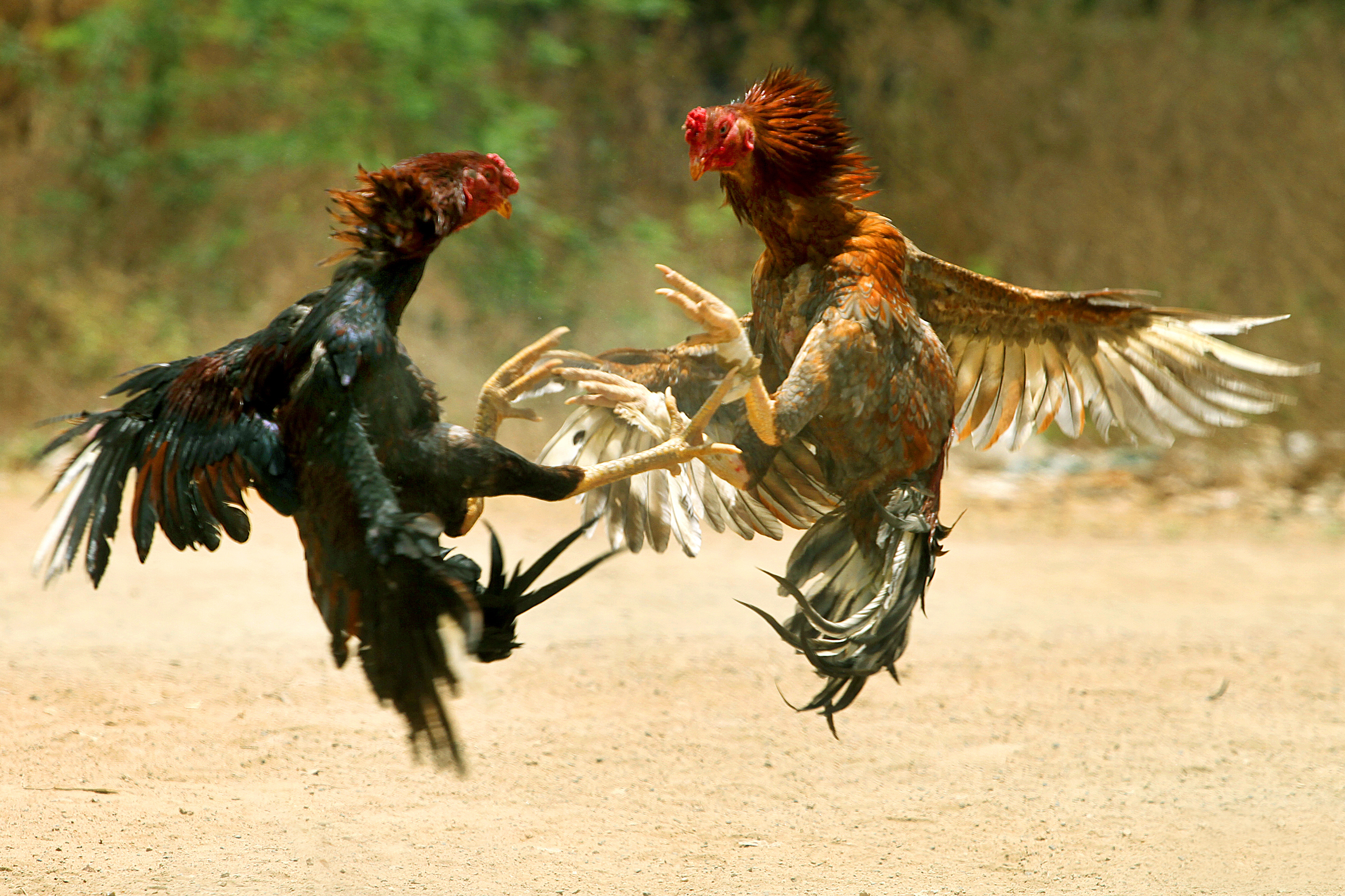 Cock Fighting Pictures 98