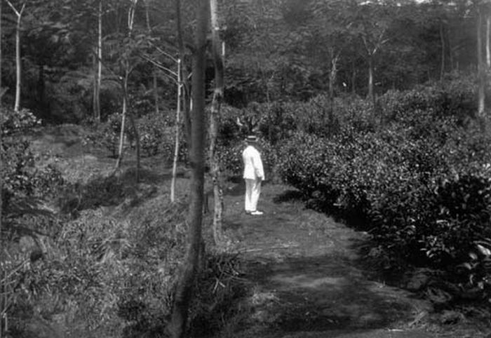 File:COLLECTIE TROPENMUSEUM Man in wit pak in de theetuinen op de theeplantage Tjigoleg Java. TMnr 60007680.jpg