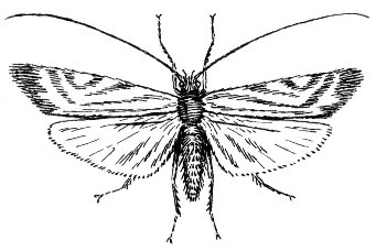 File:Caddis Fly (PSF).jpg