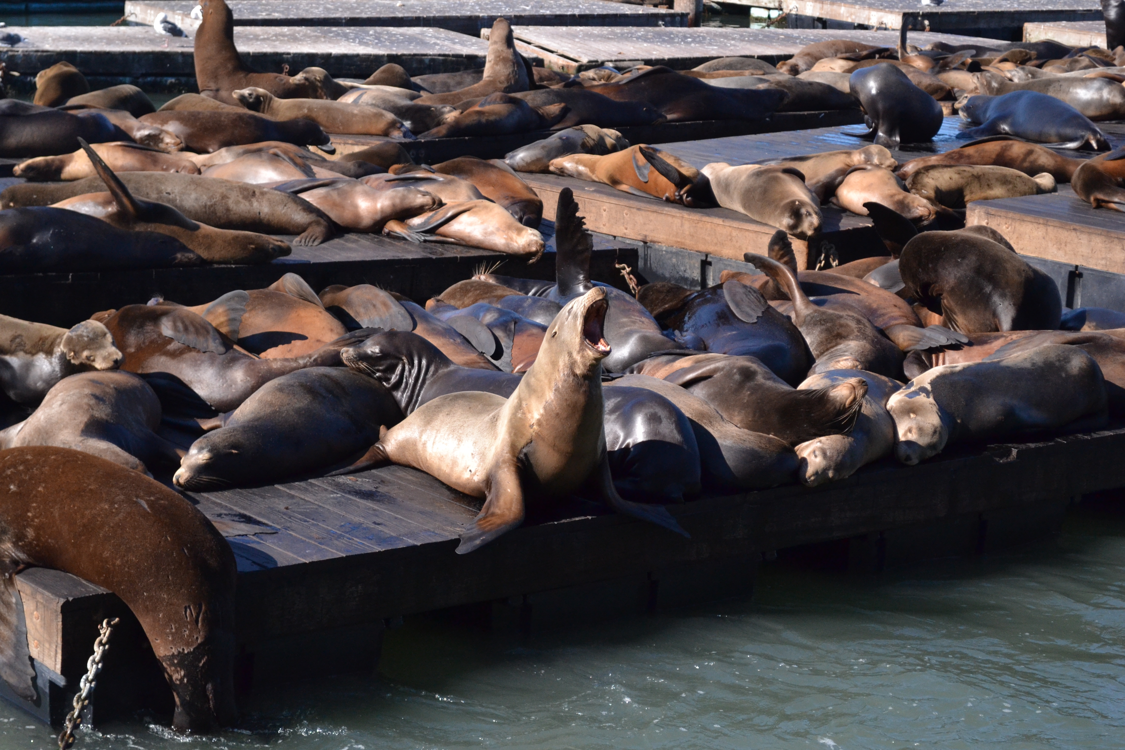 File:California, San Francisco, Pier 39, sea lions.jpg - Wikimedia Commons