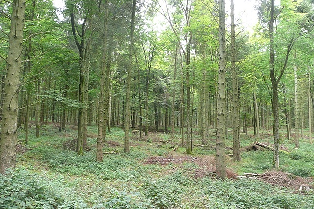 File:Carverel Copse - geograph.org.uk - 970672.jpg