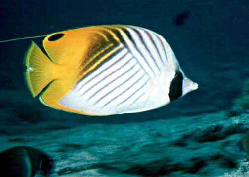 File:Chaetodon auriga by NPS.jpg