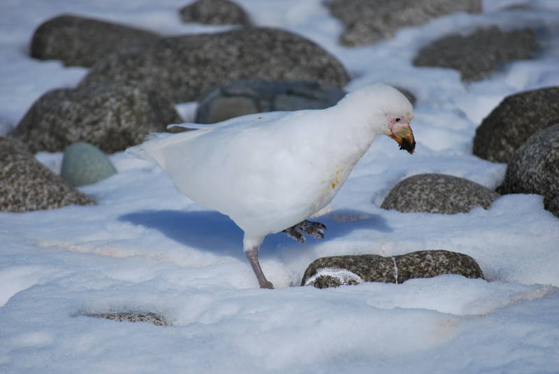 File:Chionis alba DT -AQ Isla Torre- 1202 (7) (20863779941).jpg