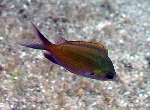 File:Chromis ovalis by NPS.jpg