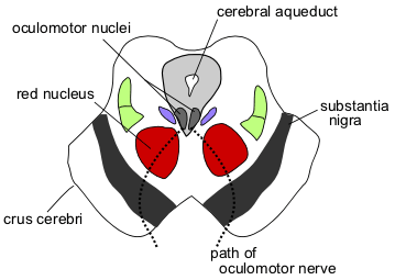 substantia nigra red nucleus