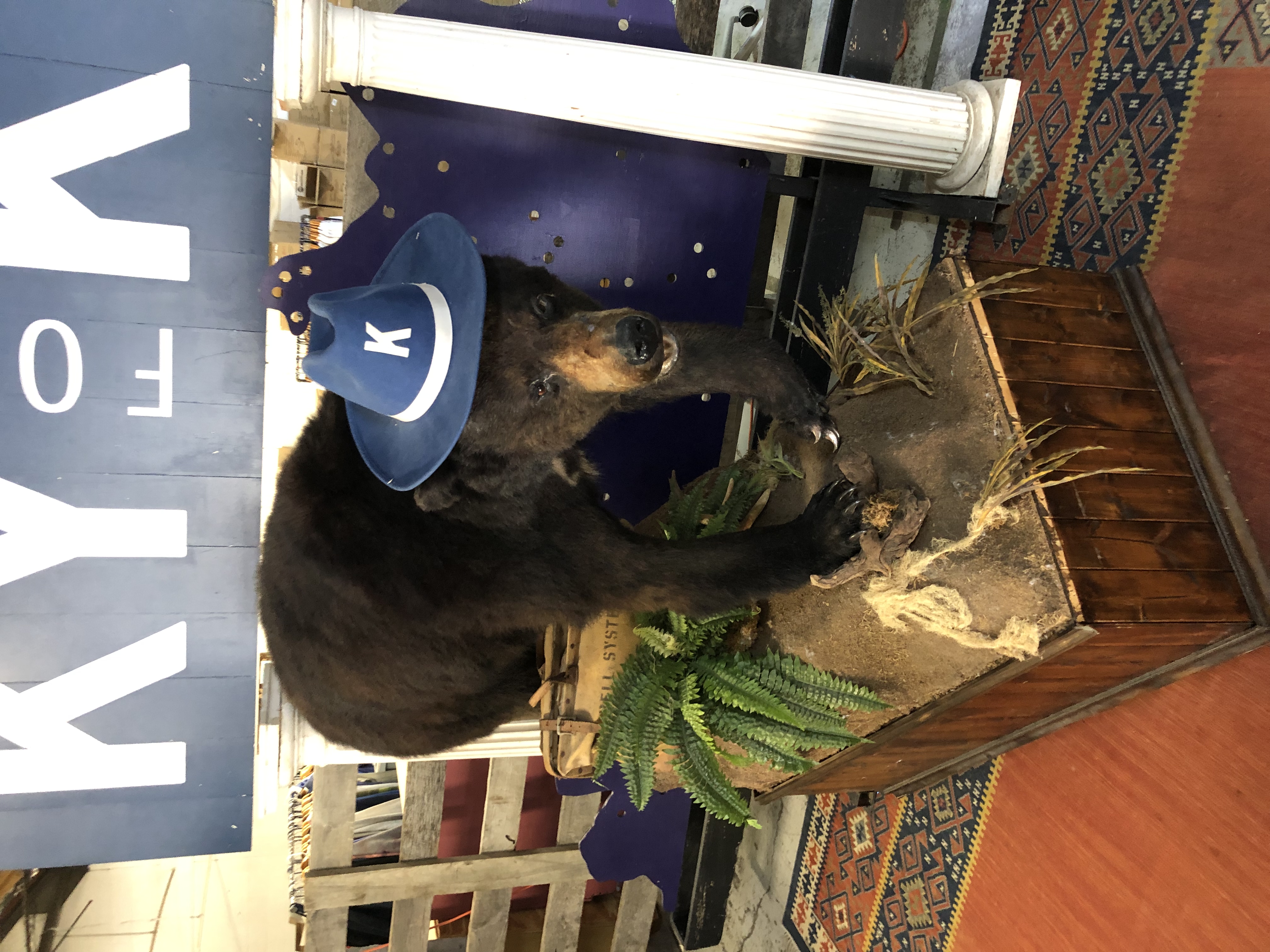 Cocaine Bear Vintage Hat – KY for KY Store