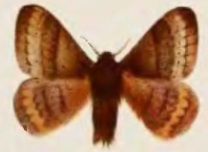 <i>Cotana brunnescens</i> species of insect