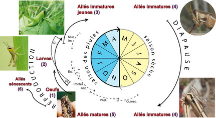 Ciclo NSE N & B.jpg