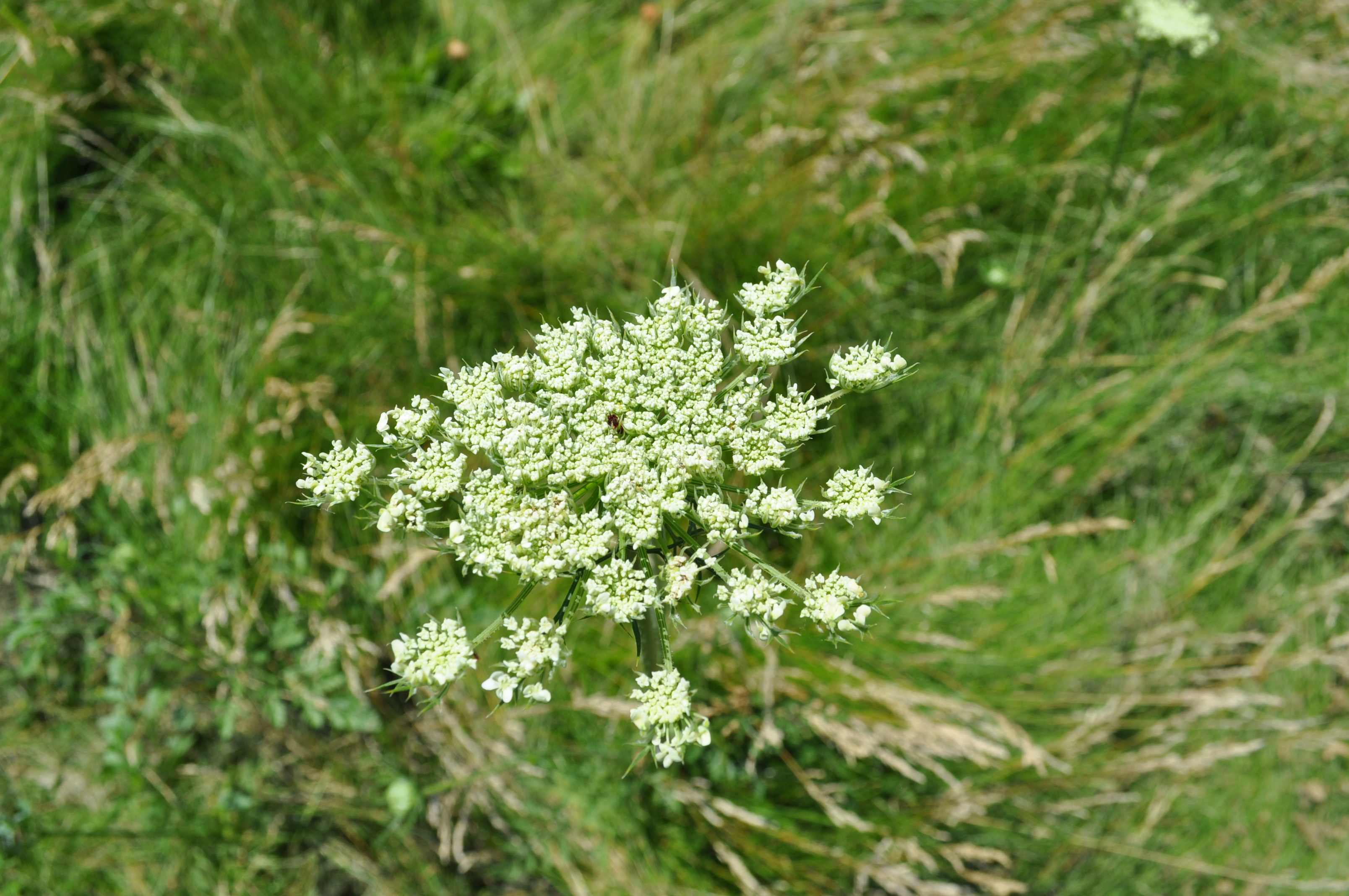 Daucus carota С†РІРµС‚РѕРє