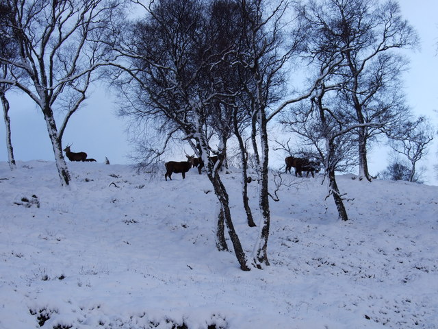 File:Deer in the snow - geograph.org.uk - 339780.jpg