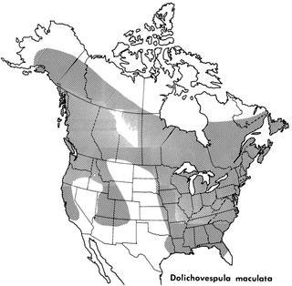 File:Dolichovespula maculata distribution.jpg