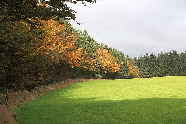 Edge of Boltby Forest - geograph.org.uk - 2126599