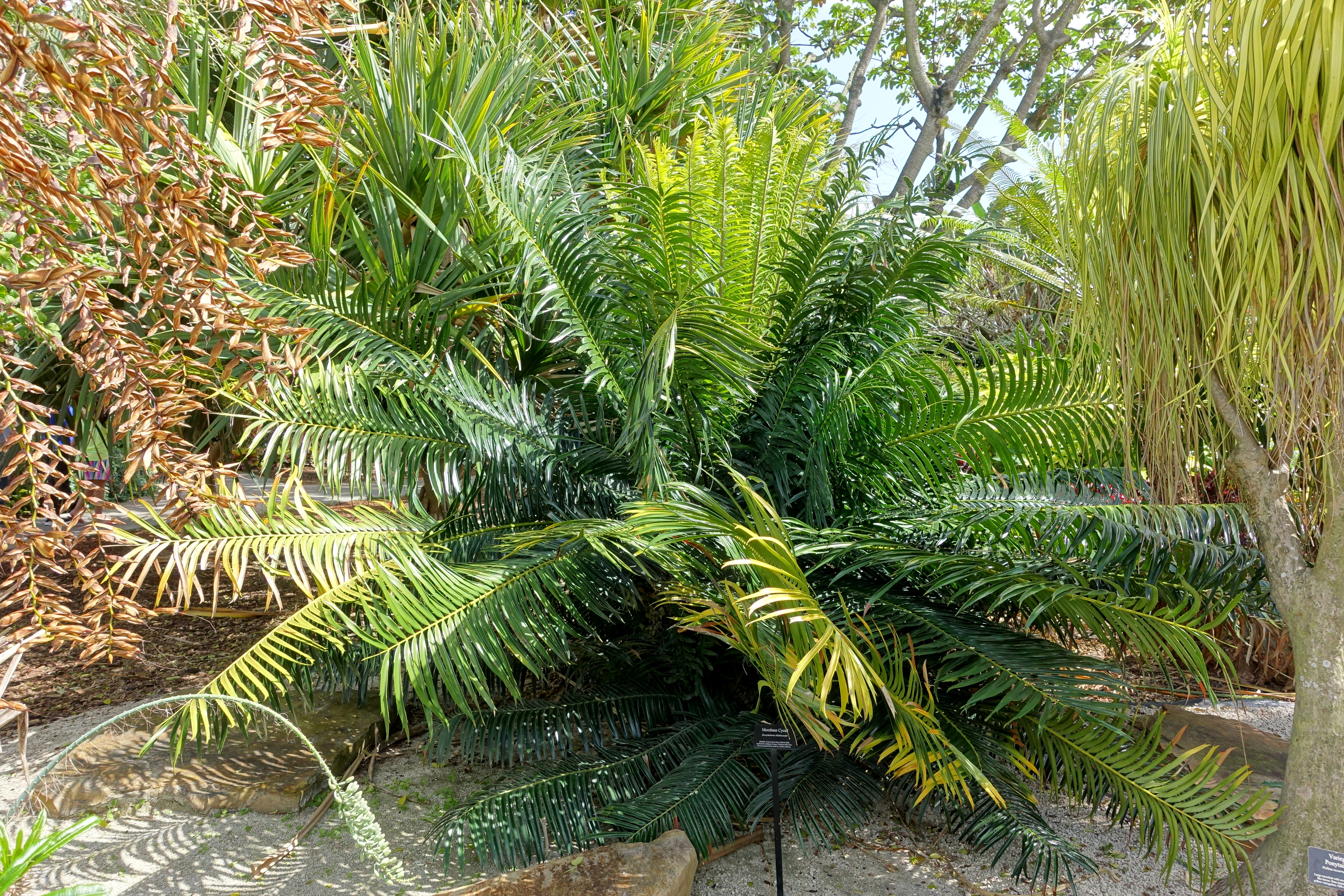 File Encephalartos Hildebrandtii Mounts Botanical Garden Palm