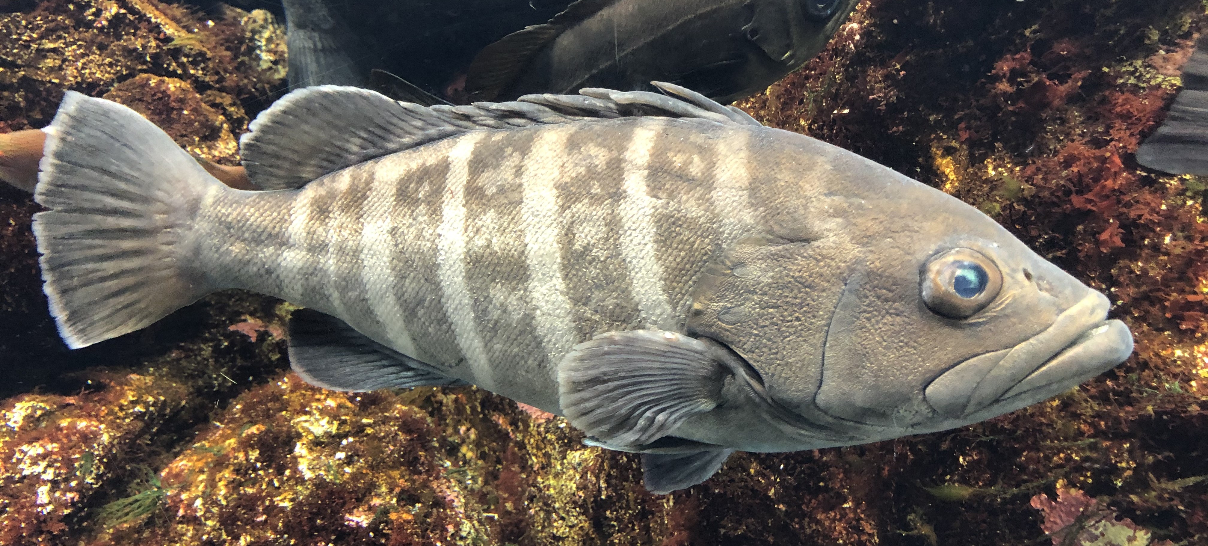 沖縄舟状海盆及び周辺海域の魚類