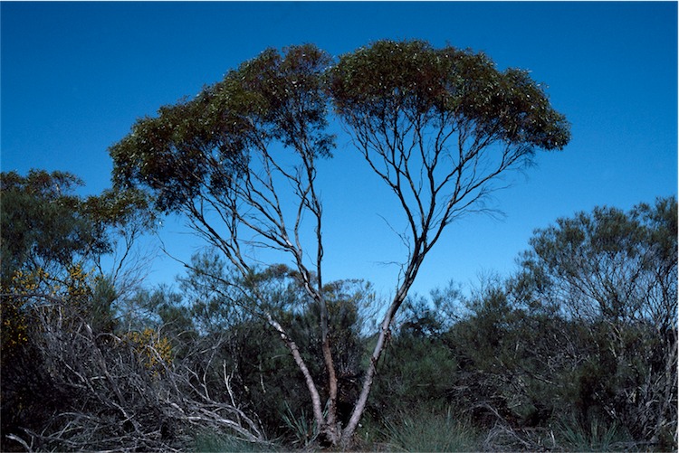 Eucalyptus horistes