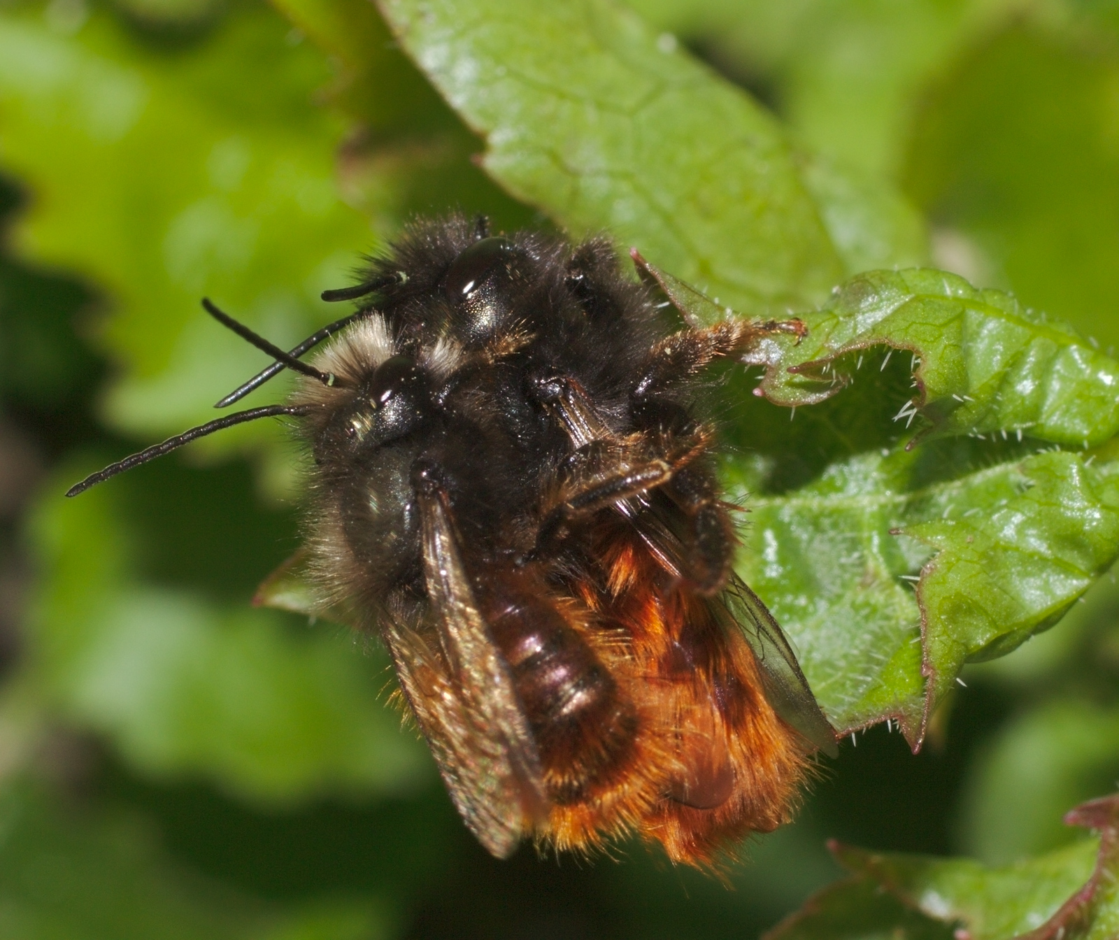 https://upload.wikimedia.org/wikipedia/commons/d/da/European_orchard_bee_couple_(25642170390).jpg