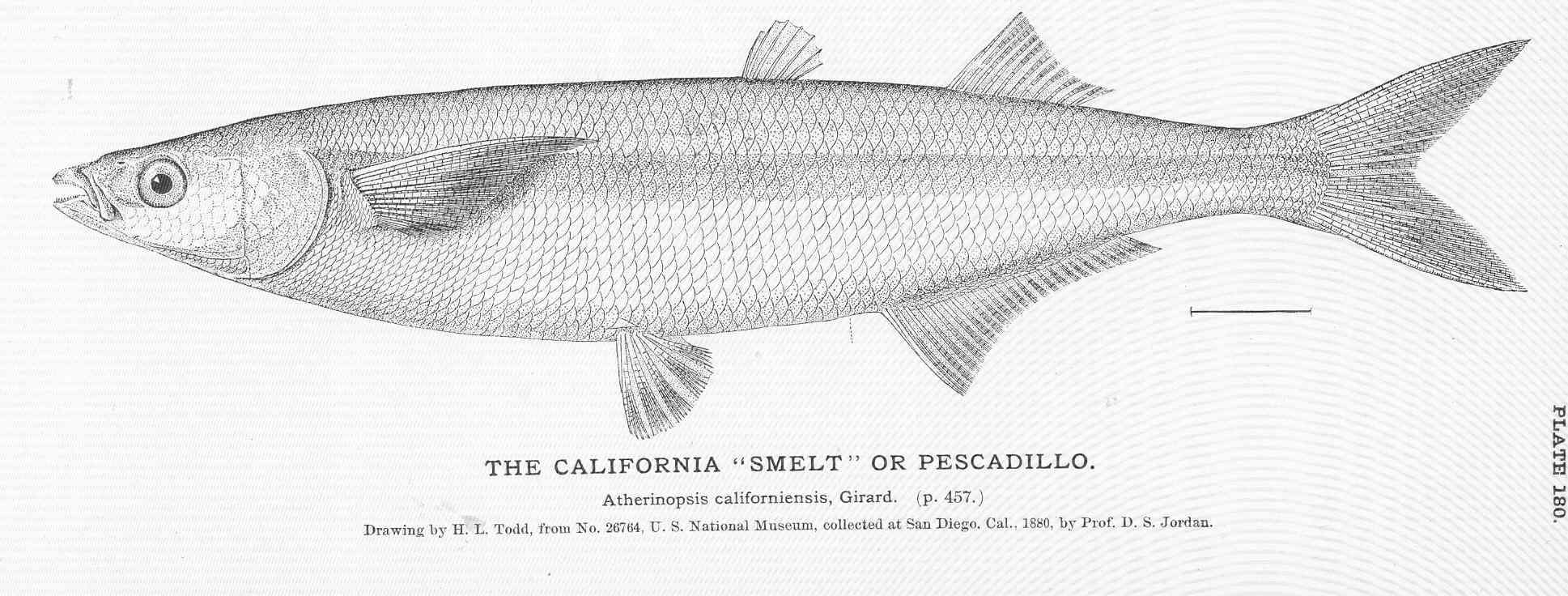File:FMIB 51053 California Smelt or Pescadillo.jpeg - Wikimedia Commons