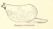 Pandora trillineata (Anomalodesmata)