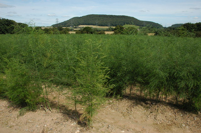 File:Field of asparagus, Walford - geograph.org.uk - 1439087.jpg