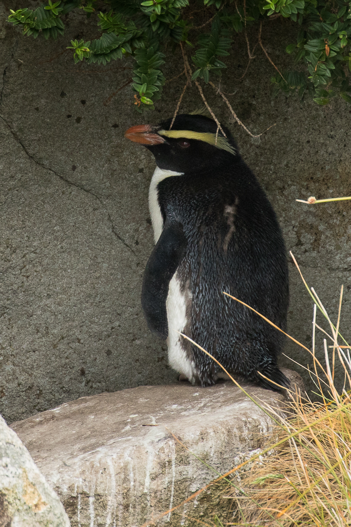 Fiordland Crested Penguin - Stewart Island - New Zealand (39039194522).jpg