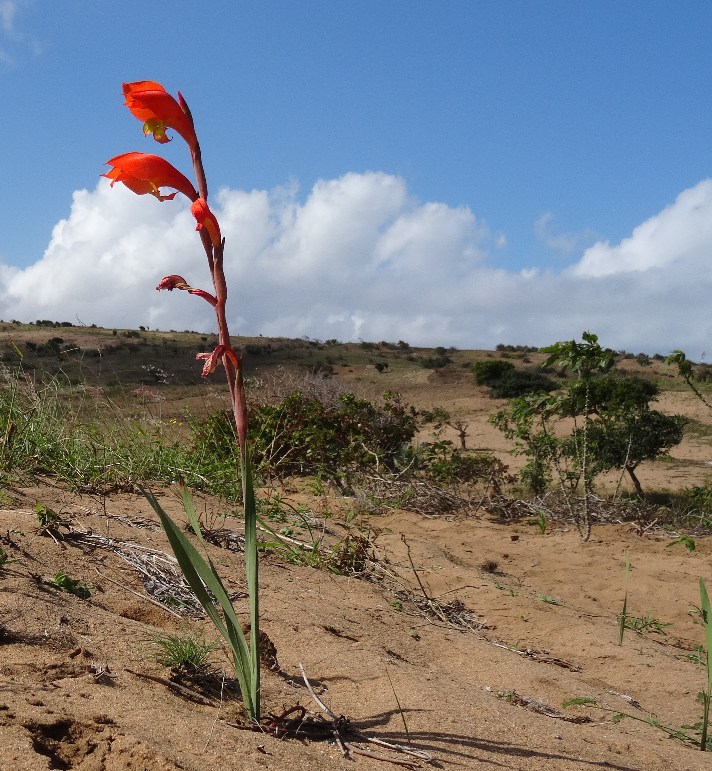 Gladiolus dalenii in dune landscape (14861628721).jpg