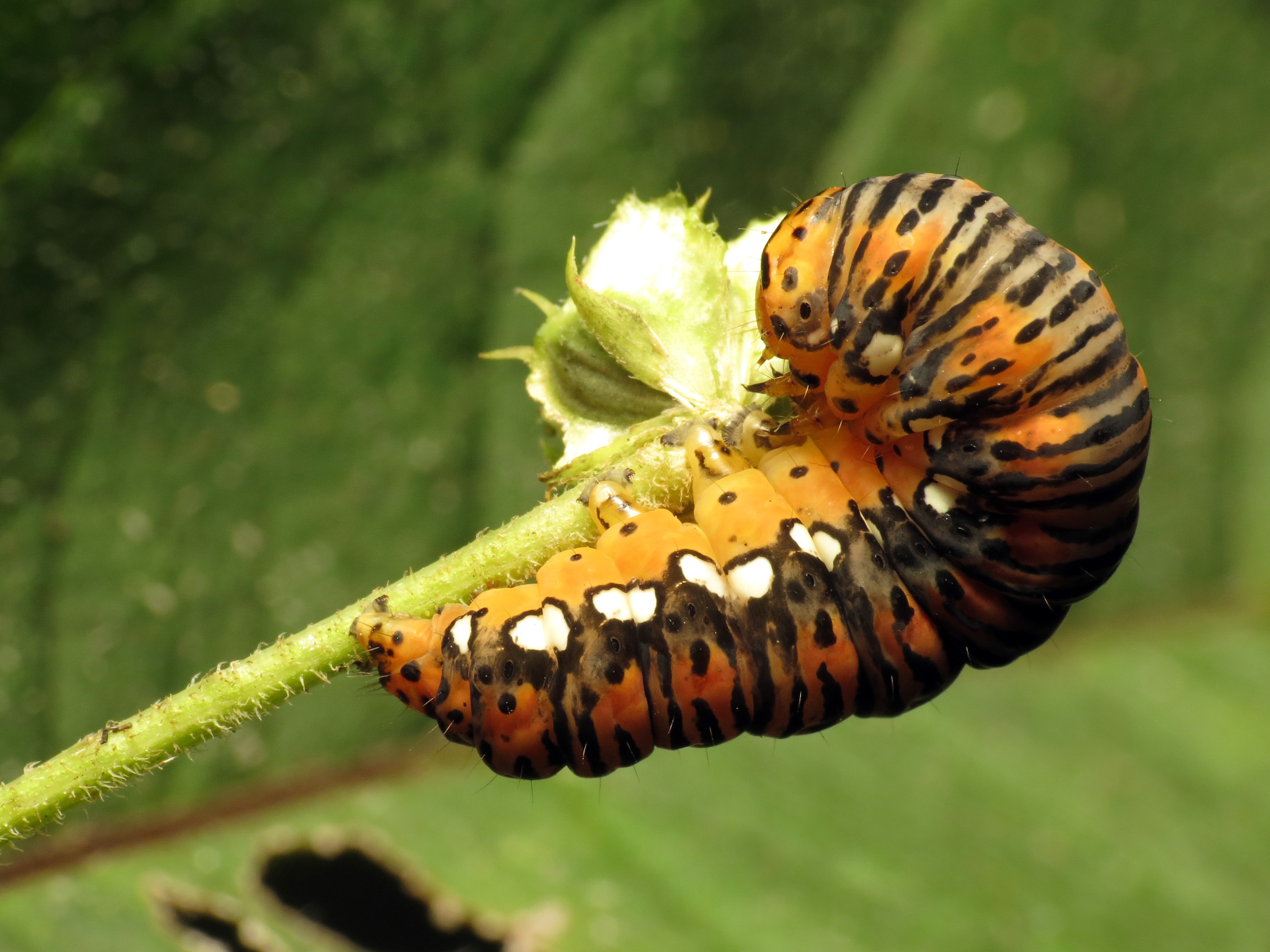 Gold Moth Caterpillar