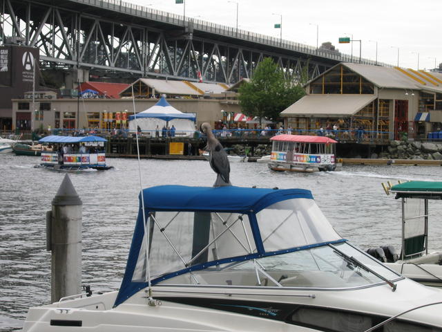 File:GranvilleIslandBird.JPG