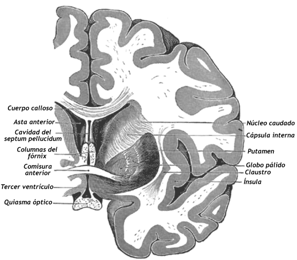 Что такое путамен 8 букв. Putamen анатомия. Фронтальный срез головы. Фронтальный срез головного мозга. Коронарный разрез головы.