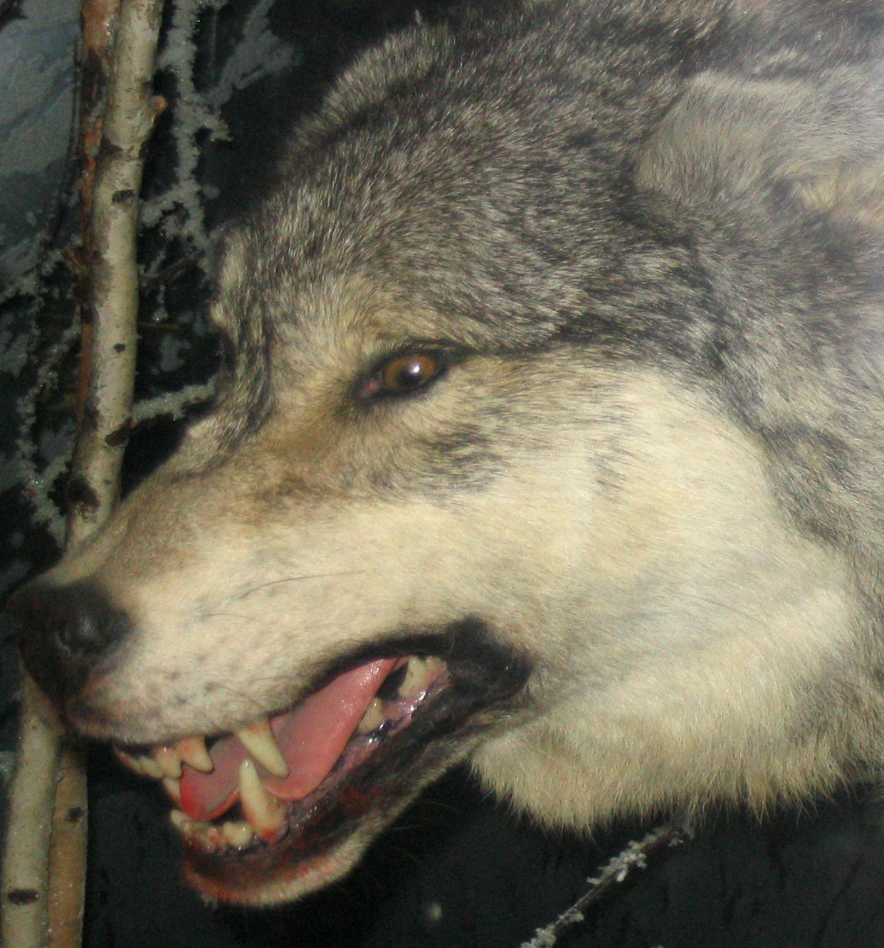 file-grey-wolf-3-jpg-wikimedia-commons