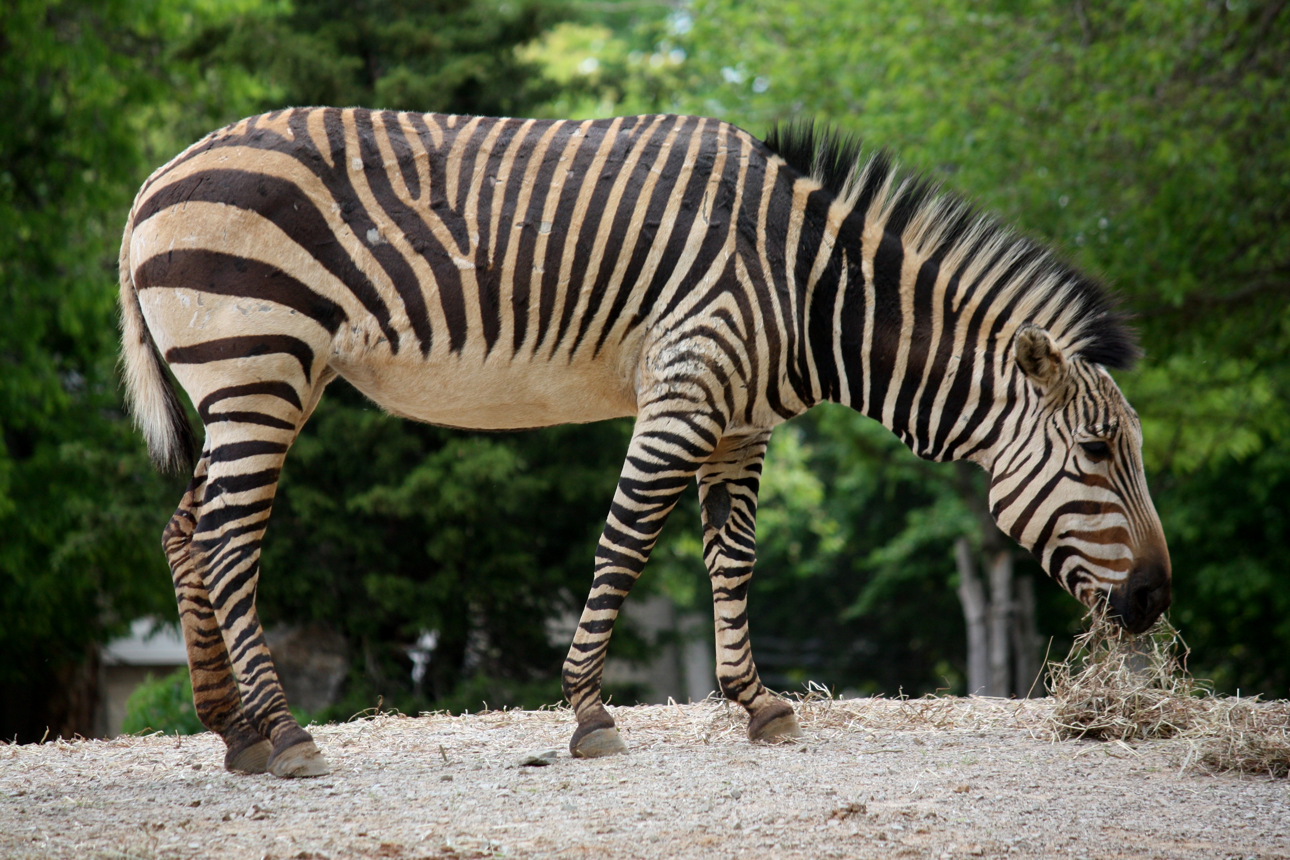 hartmanns mountain zebra