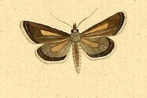 <i>Hypochalcia decorella</i> Species of moth