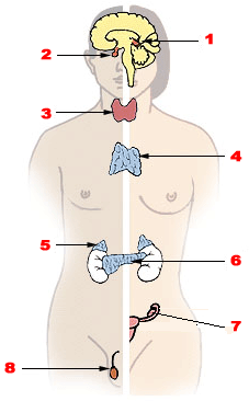 File:Illu endocrine system.png